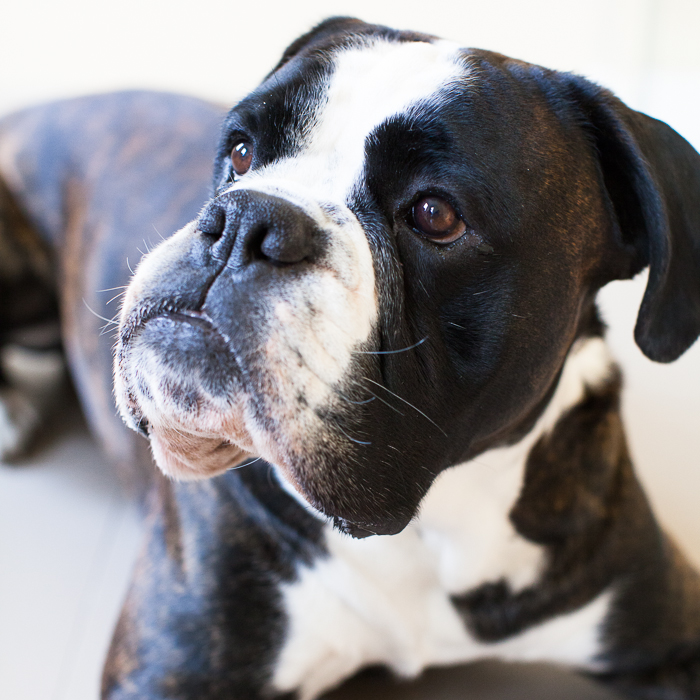 Wenn Tiere Symptome zeigen